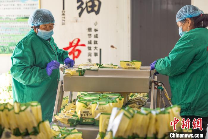 2024年春節期間，黑水泉村的豆腐車間，工人正在分裝豆腐。烏力更 攝