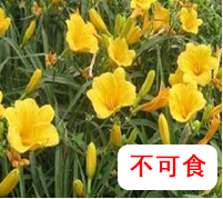 萱草