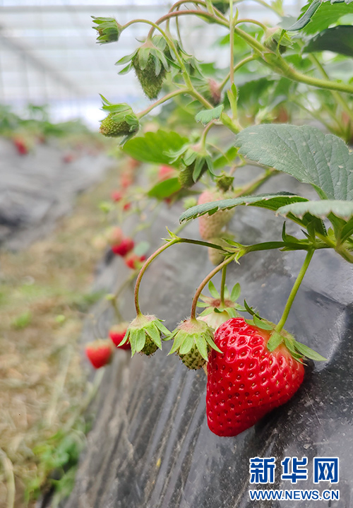 大棚里的草莓已經成熟。新華網 丹恩嫻 攝