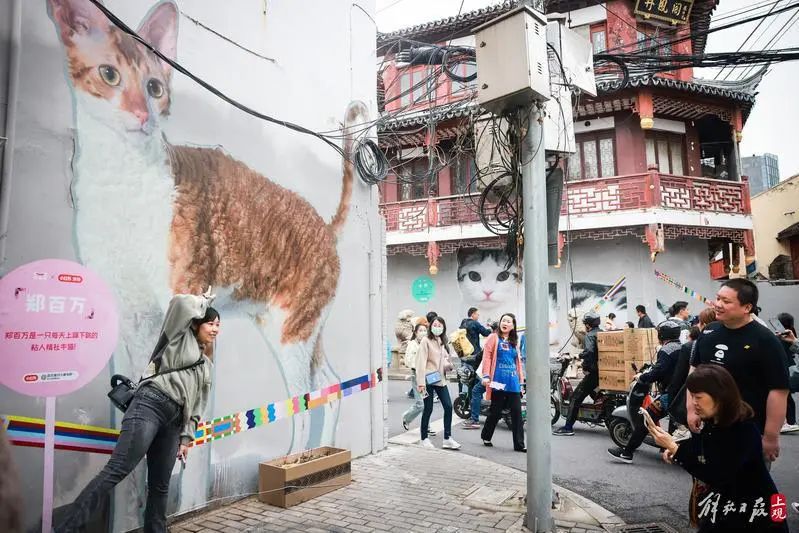 猫街一亮相,人气爆棚。海沙尔摄
