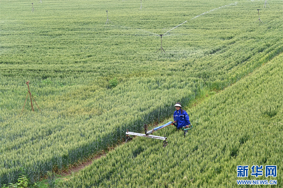 5月5日，河南省沁陽市柏香鎮期城村，農民在佈置噴灌設施為小麥澆水。（楊帆 攝）