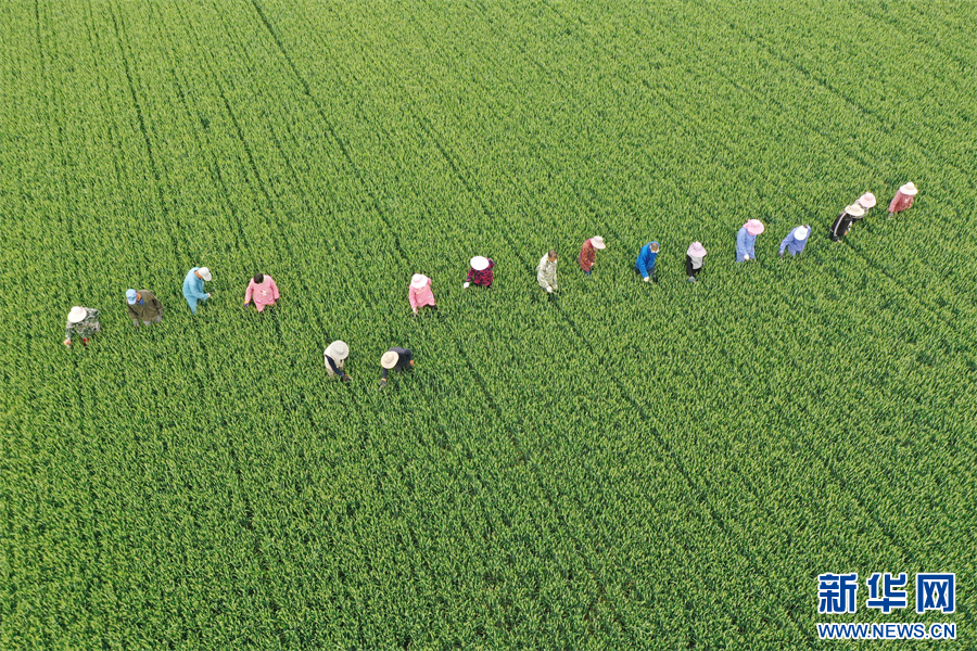 5月5日，河南省沁陽市柏香鎮南西村一處小麥種子田，農民在管護麥田（無人機照片）。（楊帆 攝）