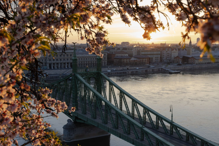這是2024年3月17日在匈牙利布達佩斯拍攝的鮮花掩映的自由橋。 新華社發（弗爾季·奧蒂洛攝）