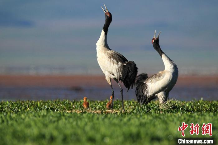 圖為國家一級保護動物黑頸鶴及其幼崽在尕海棲息。(甘肅尕海則岔國家級自然保護區供圖)