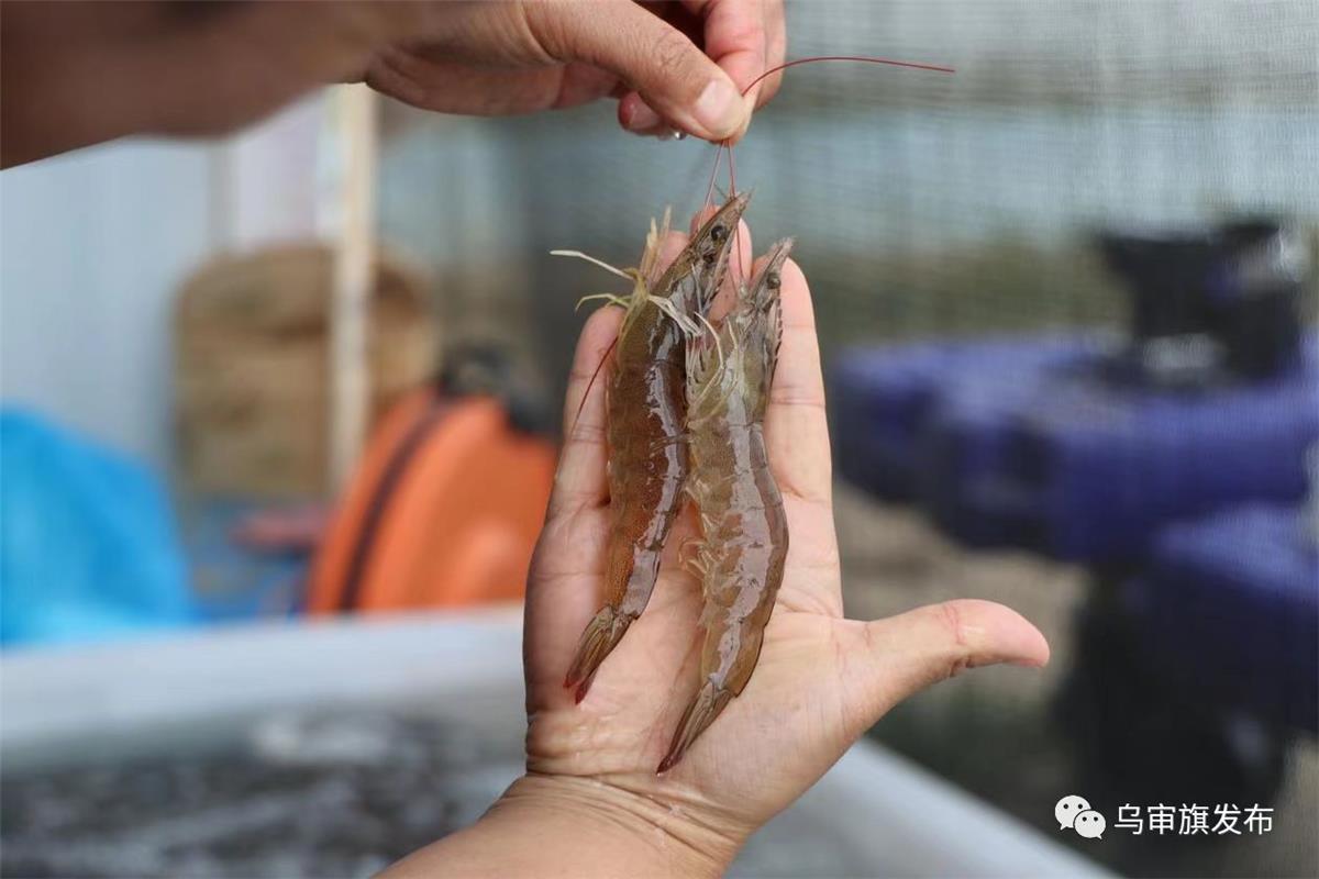鄂爾多斯市烏審旗養殖的南美白對蝦。
