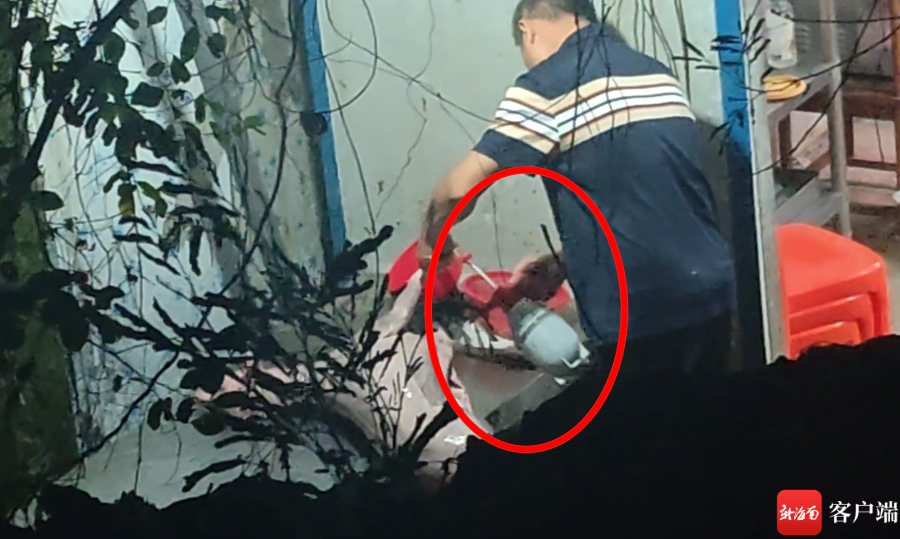 海口椰海综合批发市场一家羊肉档口门后,一名中年男子正在用喷壶,向白条羊身上喷洒黑色液体。记者 姜飞 摄