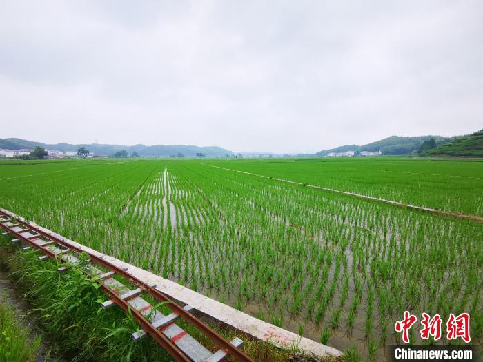 圖為三明市建寧縣溪口鎮楓元村萬畝製種基地的水稻長勢喜人。雷朝良 攝