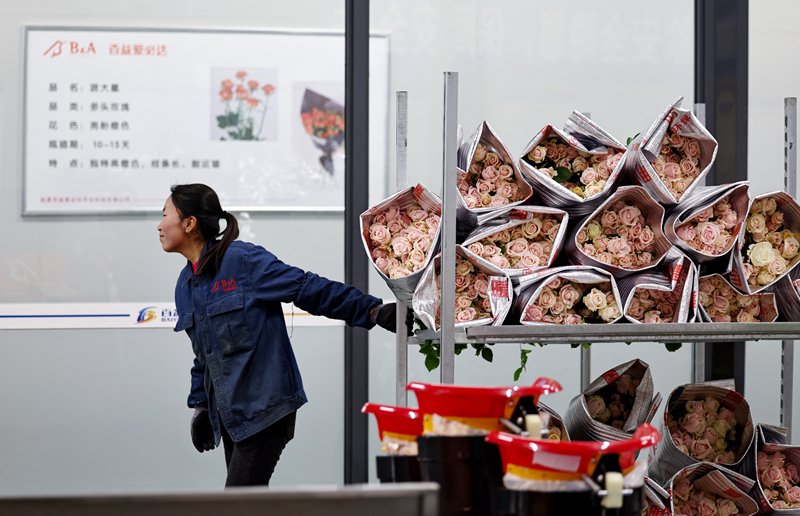 工人在甘肅省臨夏縣的百益（中荷）國際鮮花港搬運打包好的玫瑰。新華社發（侯崇慧攝）