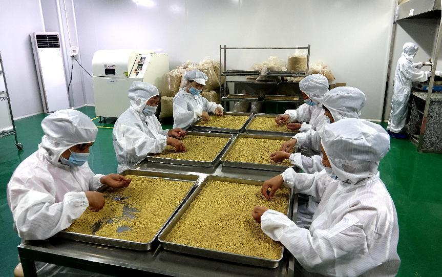 图为全州县金槐加工企业车间(资料图)