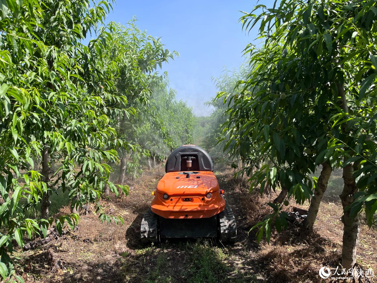 M200農業無人車在果園進行噴灑作業。人民網記者 吳超攝