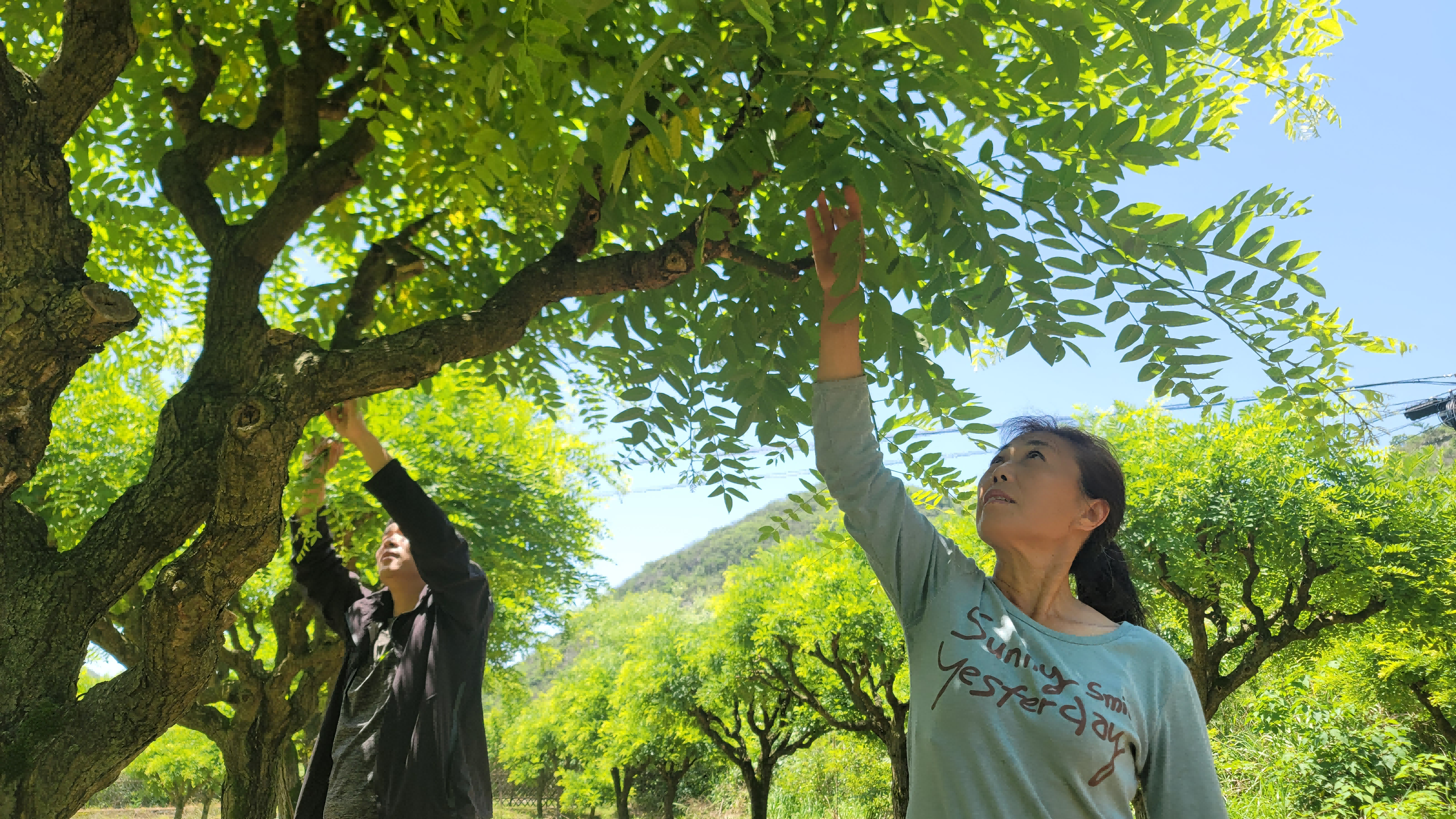 图为全州县金槐种植户正在疏枝(文小静摄)