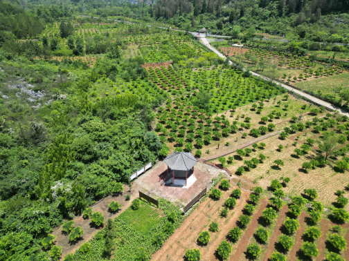 图为全州县白宝乡梅莲金槐种植示范园(李林军摄)