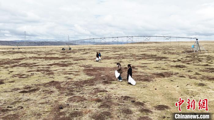 5月8日，瑪曲縣牧民自發在草原上撿拾垃圾。九美旦增 攝