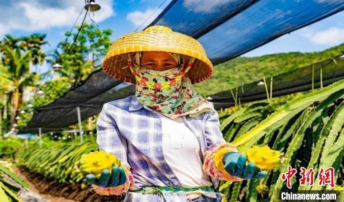 海南一國家級生態農場內的燕窩果基地。楊濤 供圖