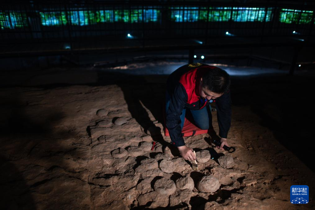   5月16日，趙璧在博物館遺址區檢查恐龍蛋化石集群編號。新華社記者 伍誌尊 攝