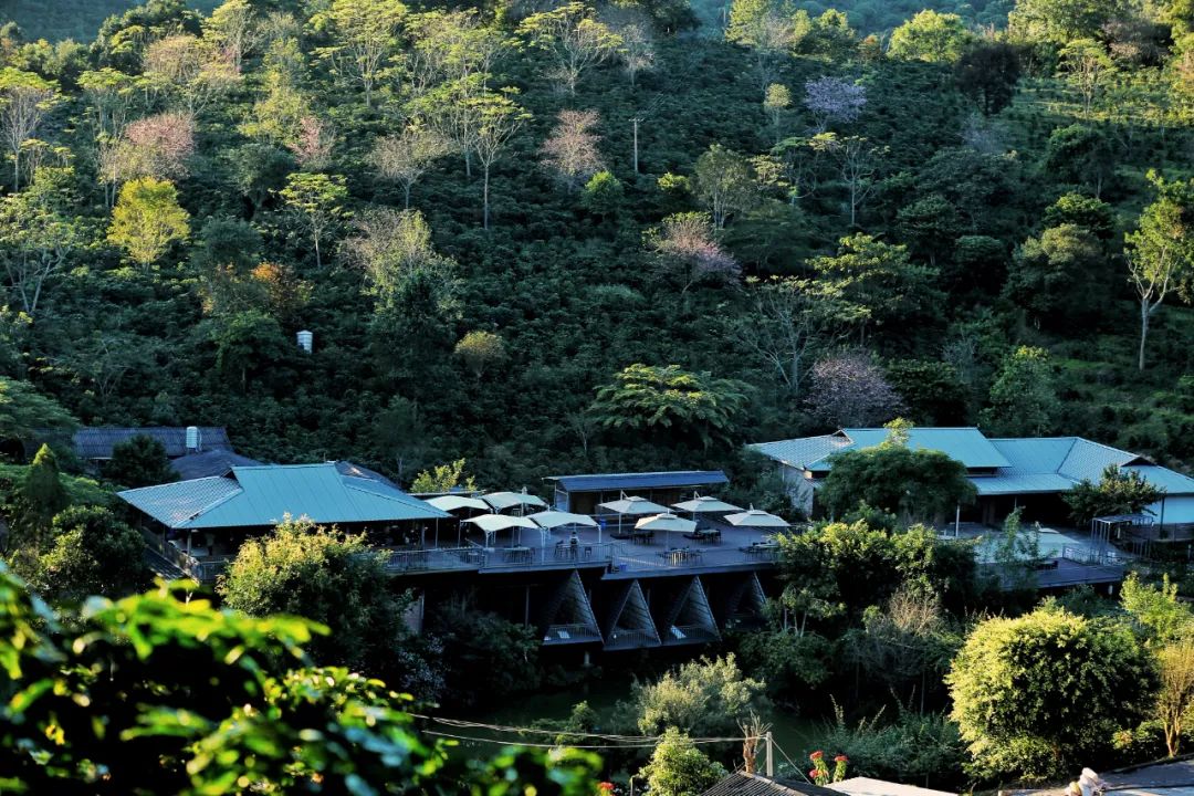 △普洱小凹子咖啡庄园-李建红摄