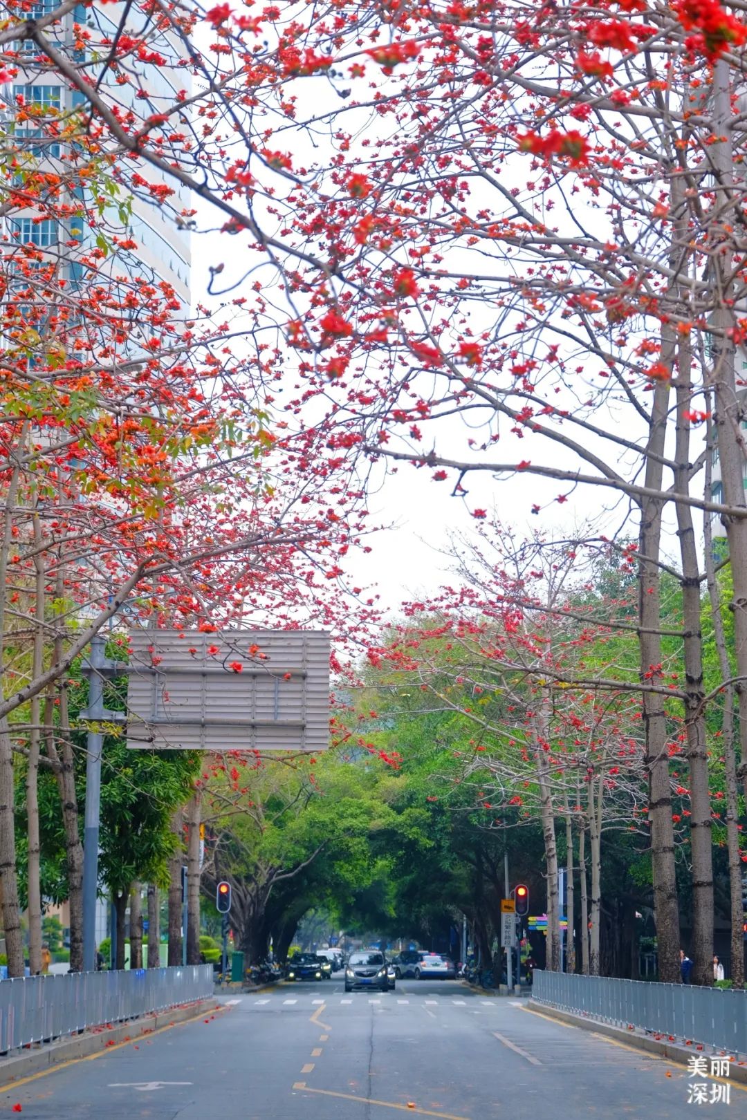 △图源:美丽深圳