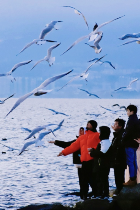 上图:大理洱海 张成 摄