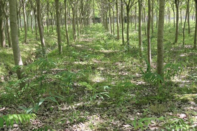 公益林可以申请林下种植吗 a9ea-9f9c4df294a0ab88dbbc10f9f455ebeb.jpg