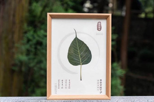 菩提古树叶纪念品