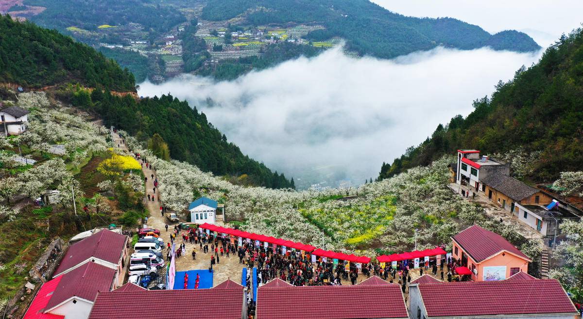 高潮村李花節。（沙鎮溪供圖）