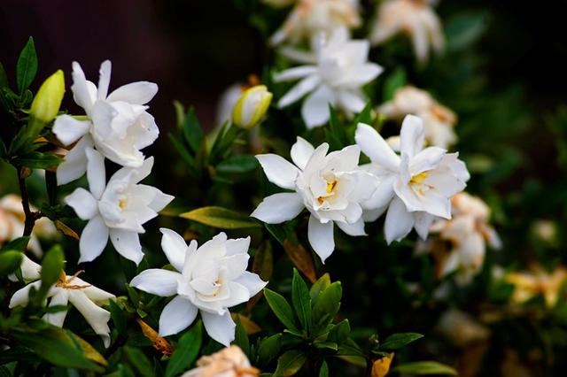 茉莉花 纯音乐 09b0-2b9e908d27037ad2422f05e460be5948.jpg