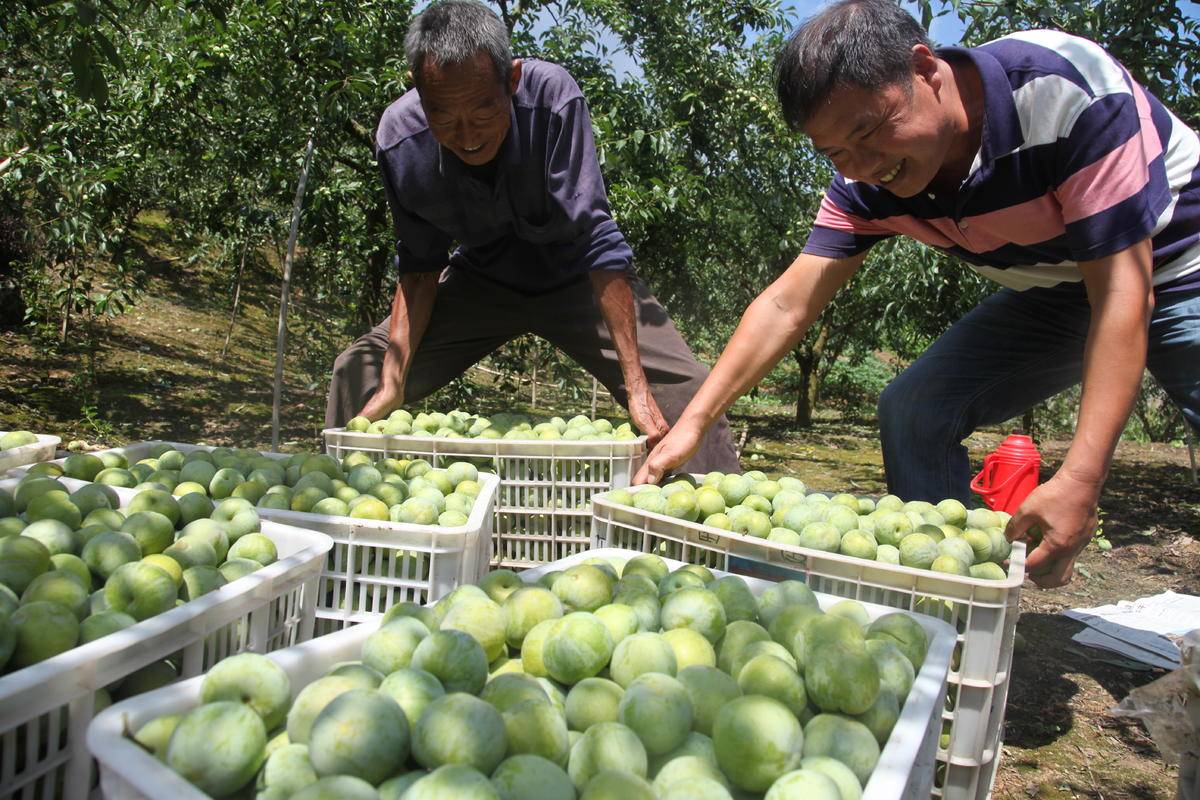 高潮村李子豐收。（沙鎮溪供圖）
