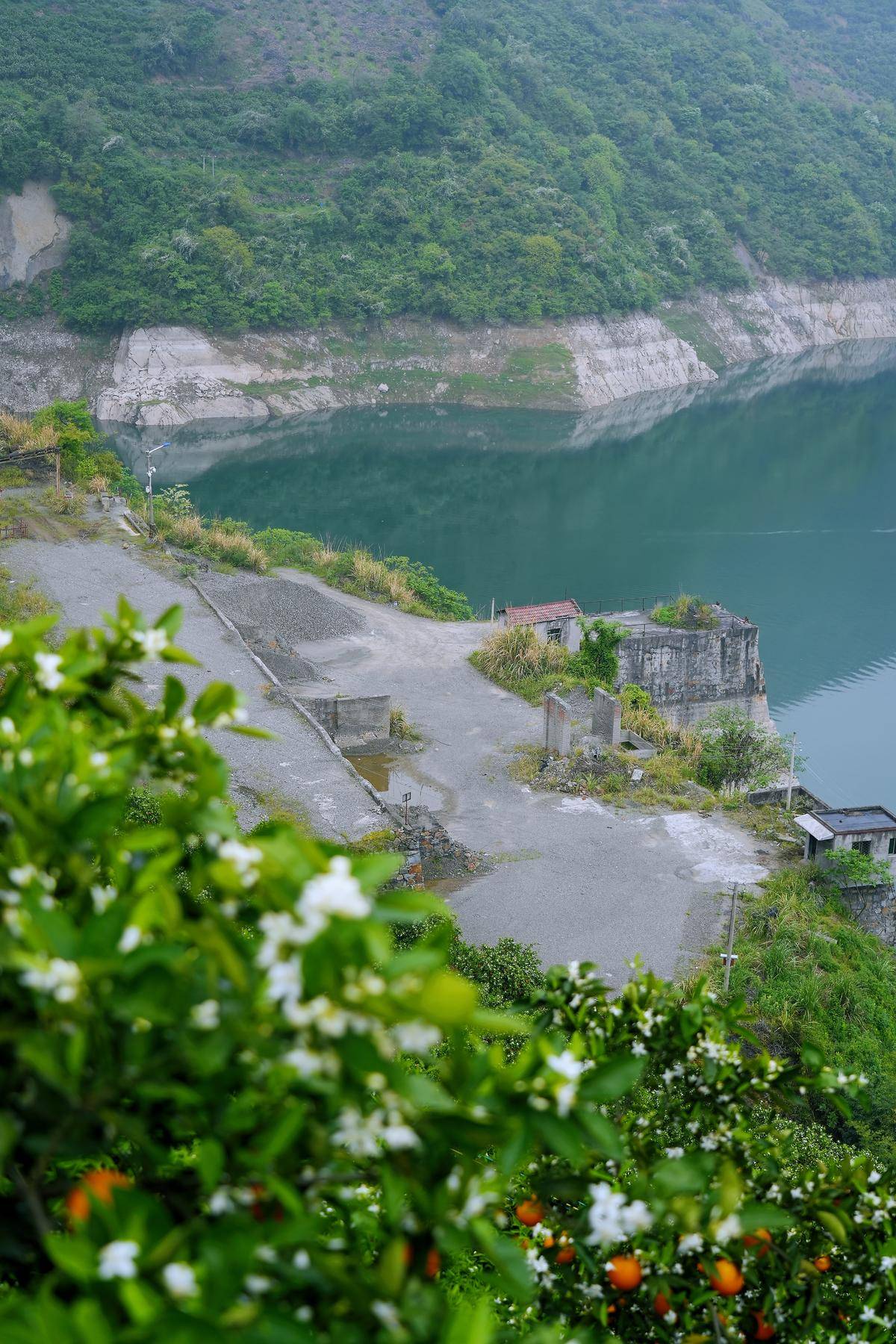 荒廢的煤運碼頭旁種滿了柑橘。（湖北日報全媒記者 周泉 攝）