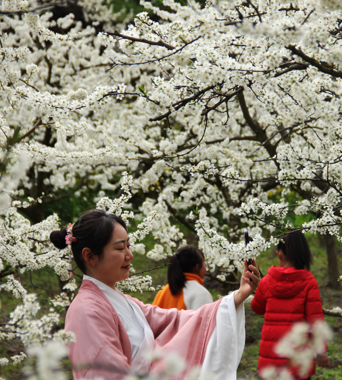 高潮村李花節。（沙鎮溪供圖）
