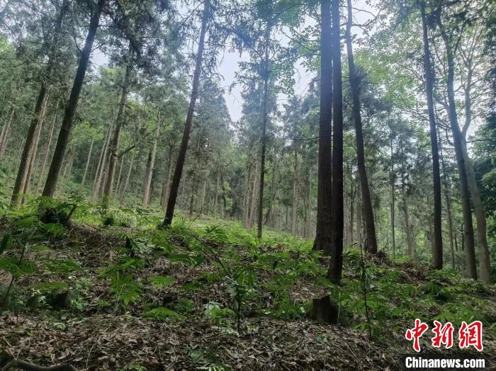 石門縣內青山疊翠、綠意盎然。石門縣林業局 供圖