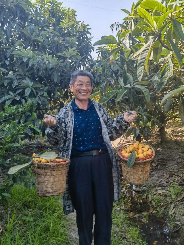 枇杷果怎么吃给孩子 c0fe-dc7ed6e1604075ff93fb95f80cb97157.jpg