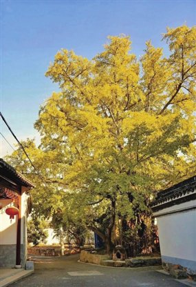 　　陆巷村的银杏树。