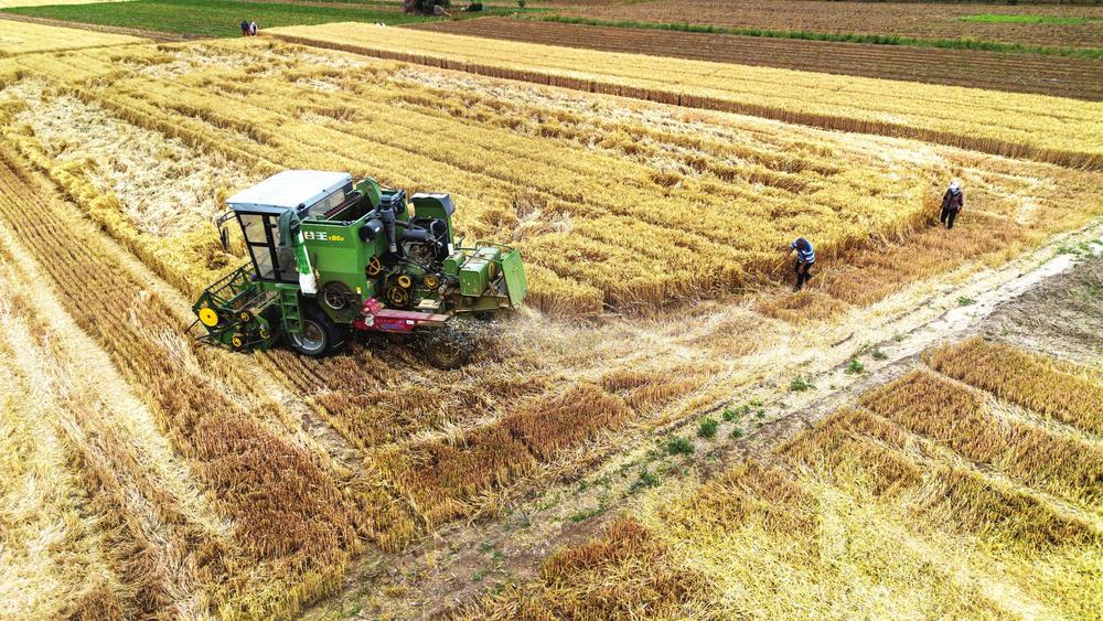 收割机视频收割麦子 ea19-11277008e6e4c09a2556f70ec2076dde.jpg