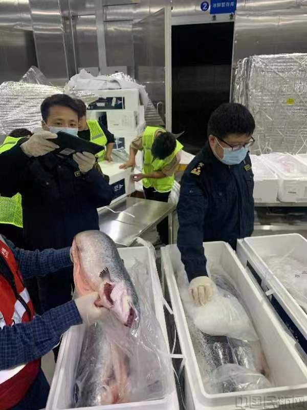 自美洲运抵国内的三文鱼(东航供图)