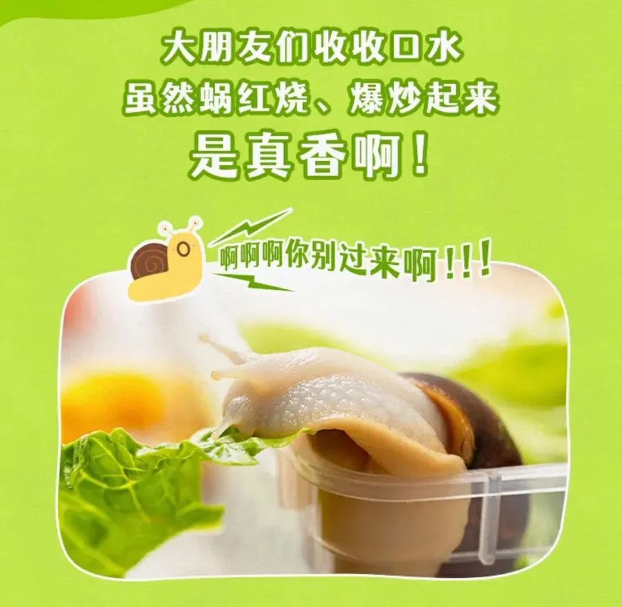 白玉蜗牛是餐饮界常见的食材