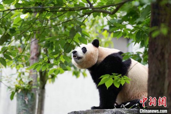 6月12日,出生於韓國的大熊貓“福寶”在中國大熊貓保護研究中心臥龍神樹坪基地正式與公眾見面。 記者 安源 攝