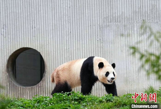 6月12日,出生於韓國的大熊貓“福寶”在中國大熊貓保護研究中心臥龍神樹坪基地正式與公眾見面。 記者 安源 攝