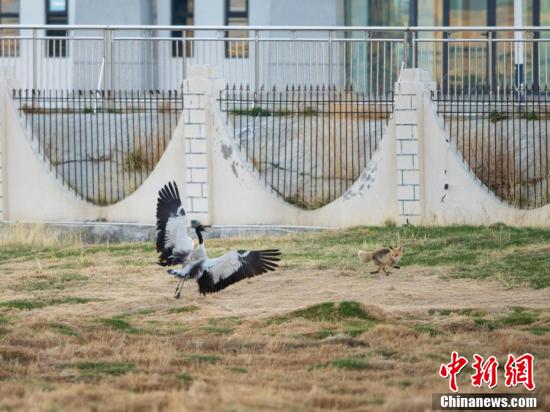 貢嘎來鬆 攝