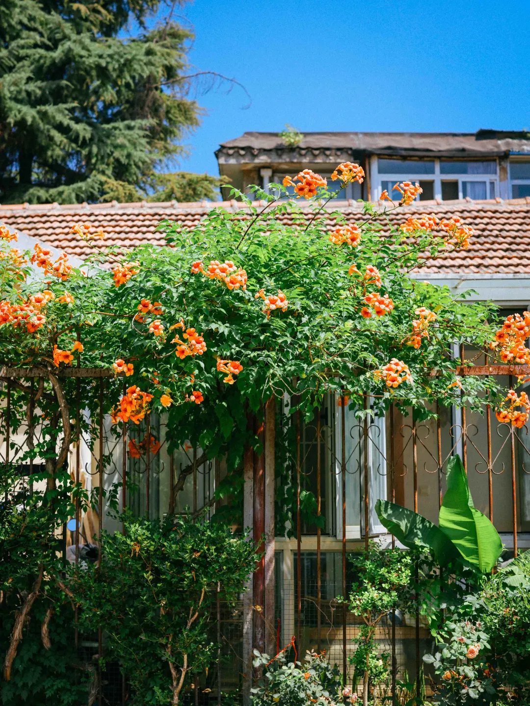 拍照好看的背景花墙 1066-a9f69540f429b12cd467c627468b40f4.jpg