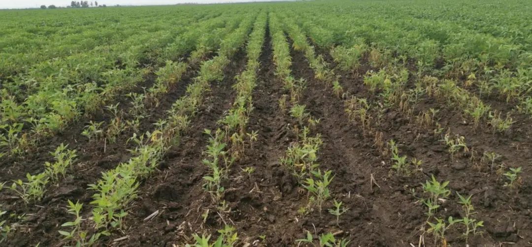 苗苗是什么病 b11b-43b828bfcbb5f9989c97b34aa58db1f9.jpg