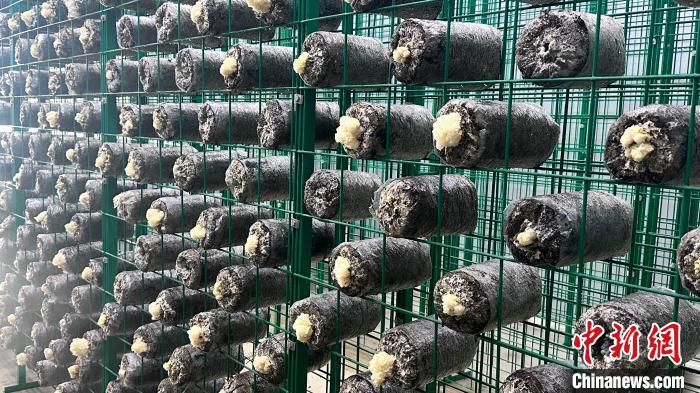 图为该蔬菜研究所种植的食用菌银耳。泽塔雍措摄