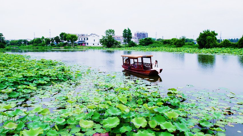 陶辛鎮水鄉美景。新華網發(胡健 攝)