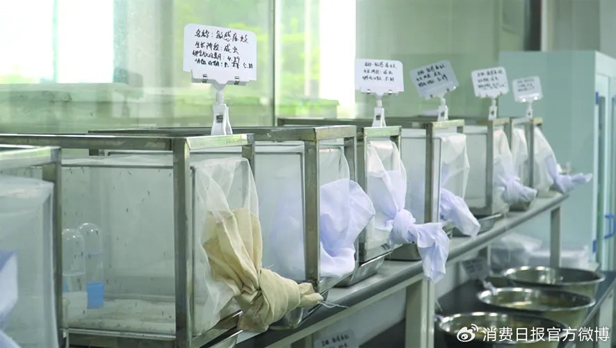 图为榄菊集团科创中心内的蚊虫饲养笼。