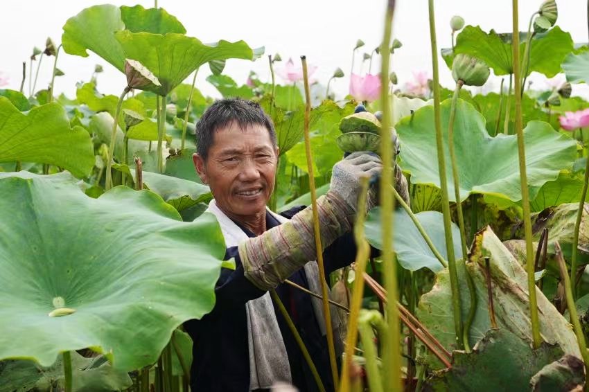 陶辛鎮農民採摘蓮蓬。新華網發(胡健 攝)