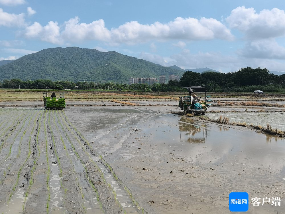 6月21日,三亚市水稻种植机械化技术推广培训暨现场观摩会在天涯区新联村田洋举行。记者 利声富 摄