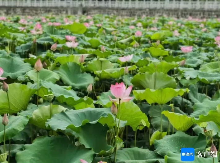三亚引进试种的水果莲子。三亚热科院供图