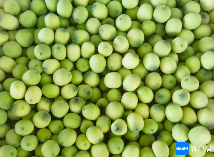 三亚引进试种的水果莲子。三亚热科院供图