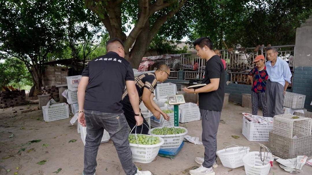 ▲ 農戶通常會將採摘的新鮮李子直接拉到最近的收購點進行銷售。彭浩▕攝
