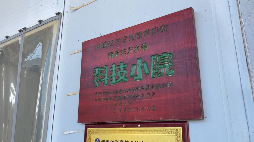 海南东方水稻科技小院。东方市融媒体中心 摄