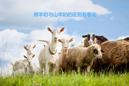 什么时候喝羊牛奶合适 1bae-03ba5e0f86e253451f8b1cdedce2f924.png